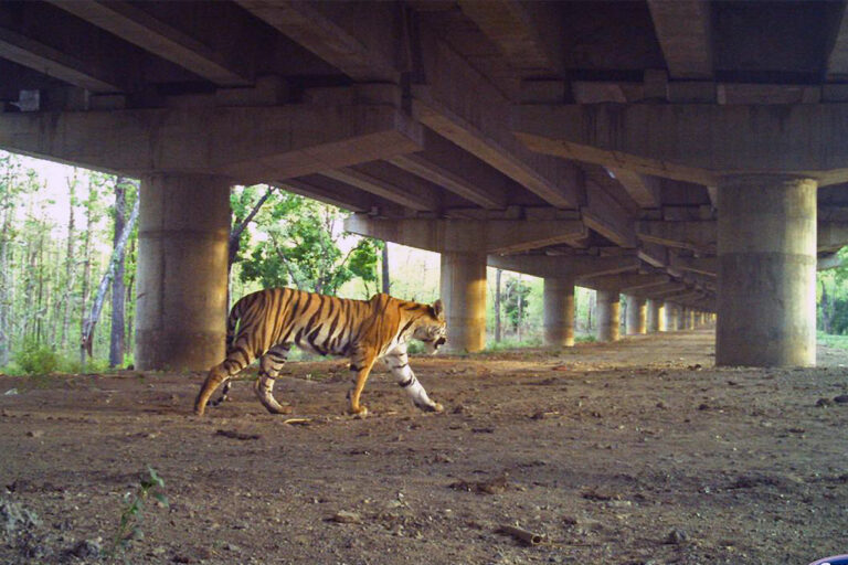 Safeguarding passageways is the next step for India’s growing tiger populations