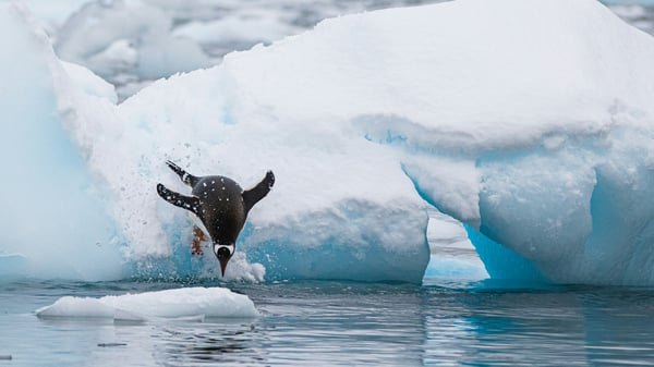 The 10 best ethical wildlife encounters in the world, ranked