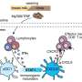 Signaling pathway may explain how transition from milk to solid food shapes immune system development