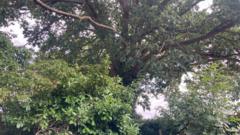 Preservation order protects 300-year-old oak