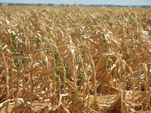 Government plans drought measures as 2026/27 El Niño threatens South African farmers