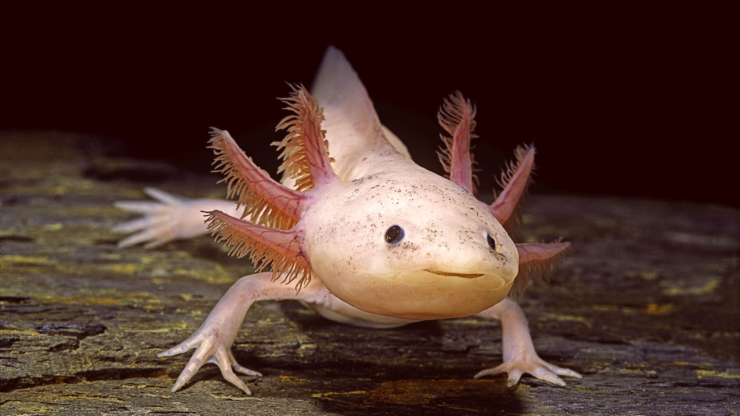 Axolotls Have a Surprisingly Clever Ability, Even in Complete Darkness
