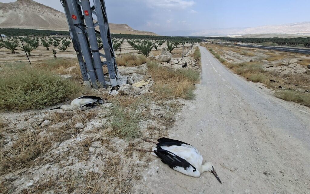 Officials urge action as dozens of storks electrocuted on Jordan Valley power lines