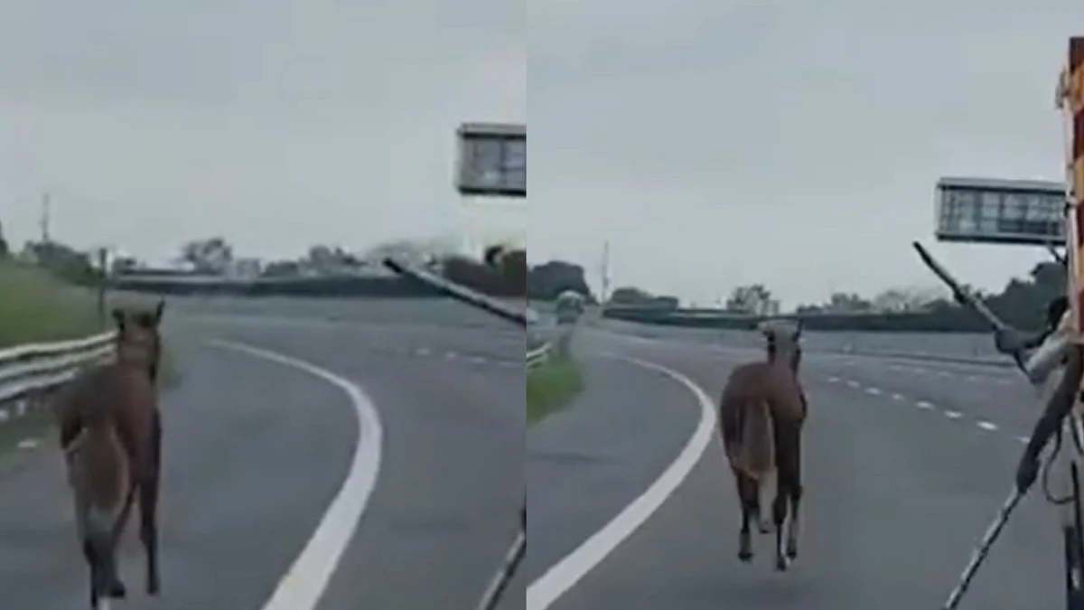Viral Video Shows Horse Running Loose On Lucknow-Kanpur Expressway, NHAI Team Chases It For 7 Km