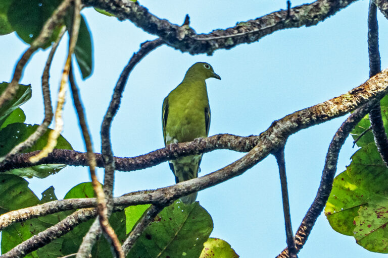 Only a few hundred Timor green pigeons may remain. There is still time to save them