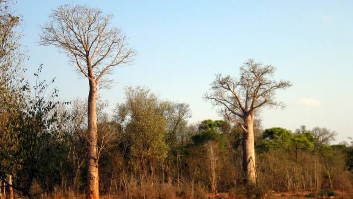 New Baobab Species Identified in Madagascar