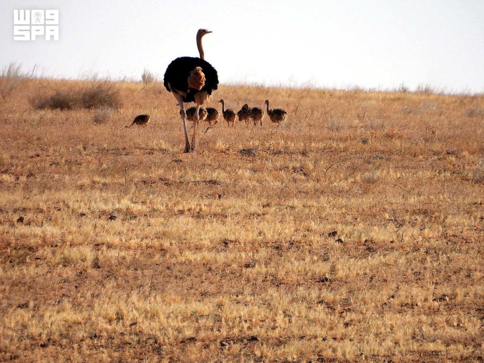 Imam Turki Reserve reports hatching of seven red-necked ostrich chicks