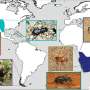Solving the mystery behind a flightless beetle's transatlantic journey