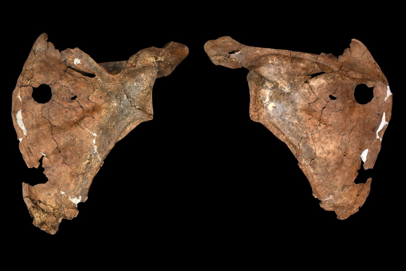 Neanderthal skeleton found with horrific injuries