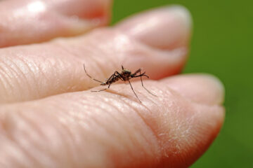 Warning after Dutch blood donor infected with West Nile virus