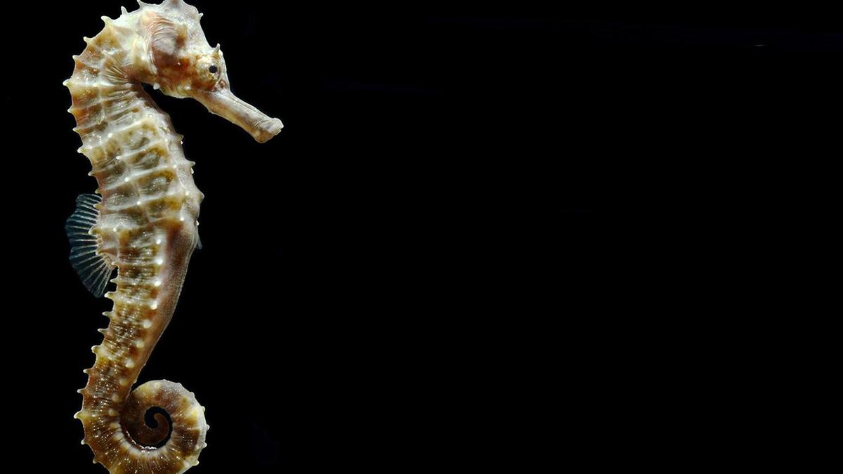 New seahorse species identified by Kerala researchers