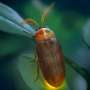 Amber fossil reveals firefly relative with unprecedented antennae