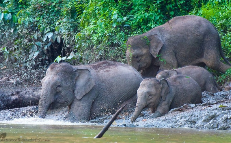 Researchers propose new population to curb Bornean elephant inbreeding