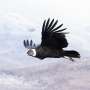 Wild birds rewrite rules of flight efficiency: Study reveals power of 'free fuel' from the sky