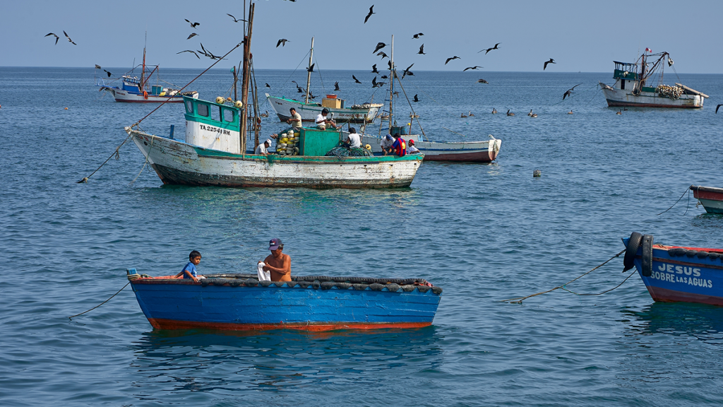 Why an anchovy shortage 8,000km away could cost Spain’s fish-lovers more