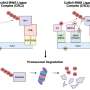 Researchers identify key pathway that drives T-cell exhaustion in cancer immunotherapy