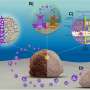 Better together? Coral fusion could throw bleached reefs a lifeline