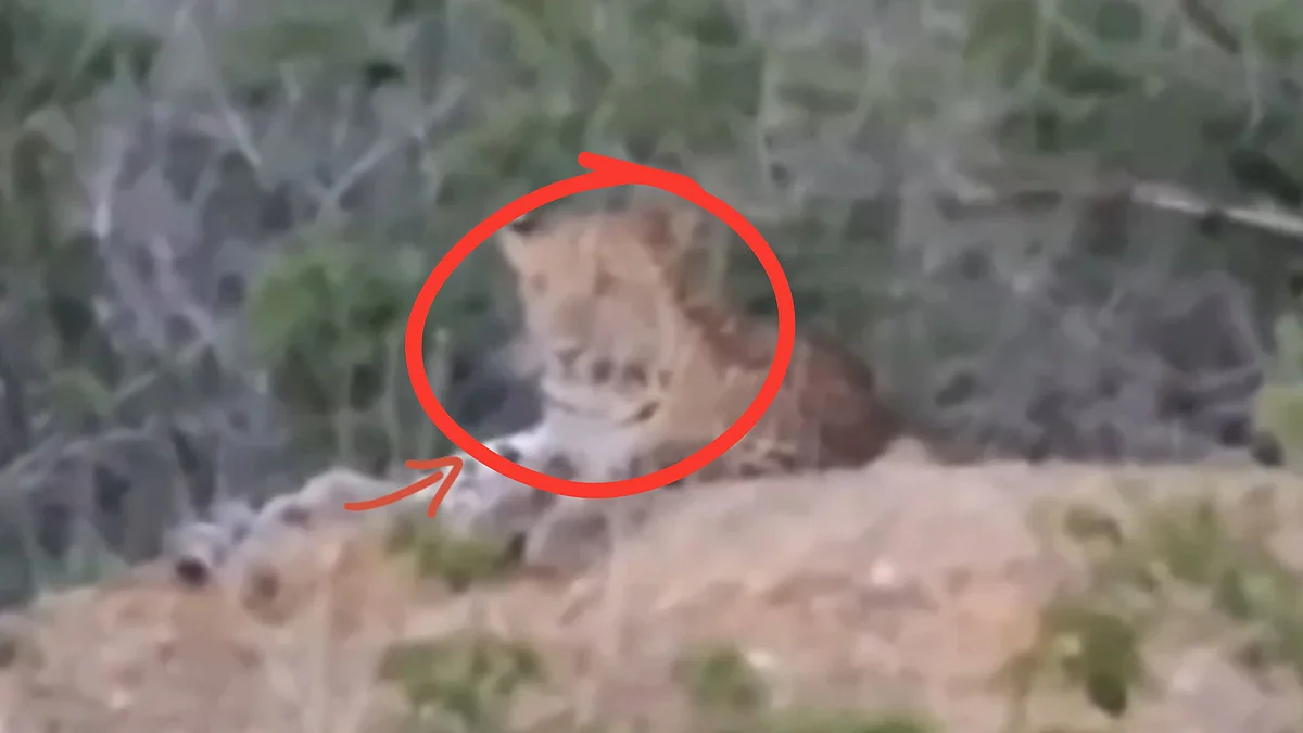 'Dabbu Ko Kyu Pakda?' Farmer Scolds Leopard For Attacking Dog; Big Cat Listens Like A Guilty Schoolboy In MP's Shivpuri— VIDEO
