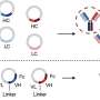 Antibody screening approach could speed development of immune-based cancer treatments