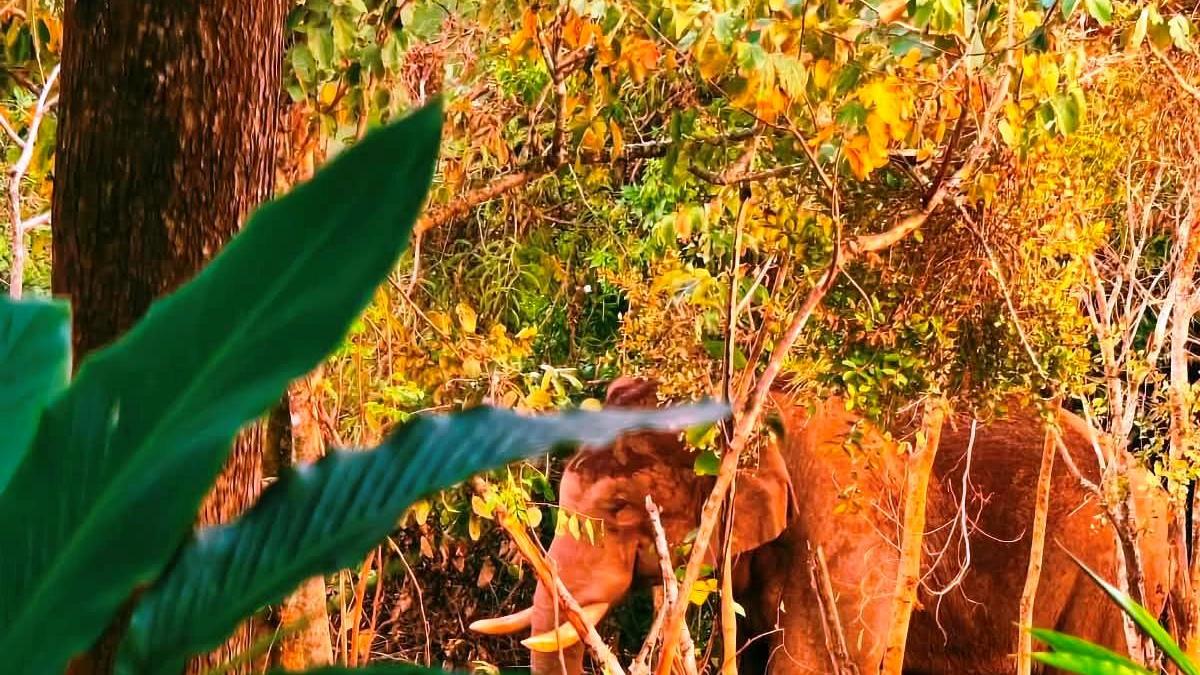 Wild tusker Chakkakompan uses cleared elephant passage to move to national park in Keralam’s Idukki
