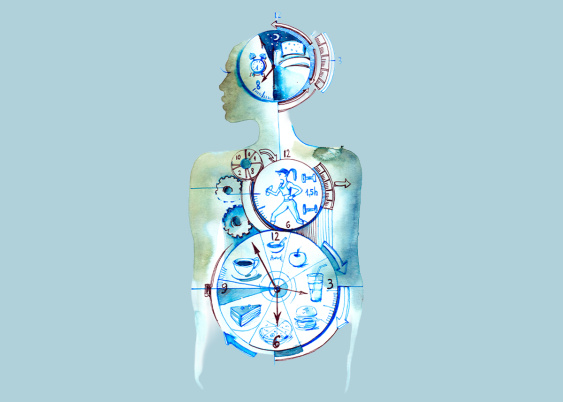 A Peek Inside the Black Box of Epigenetic Clocks