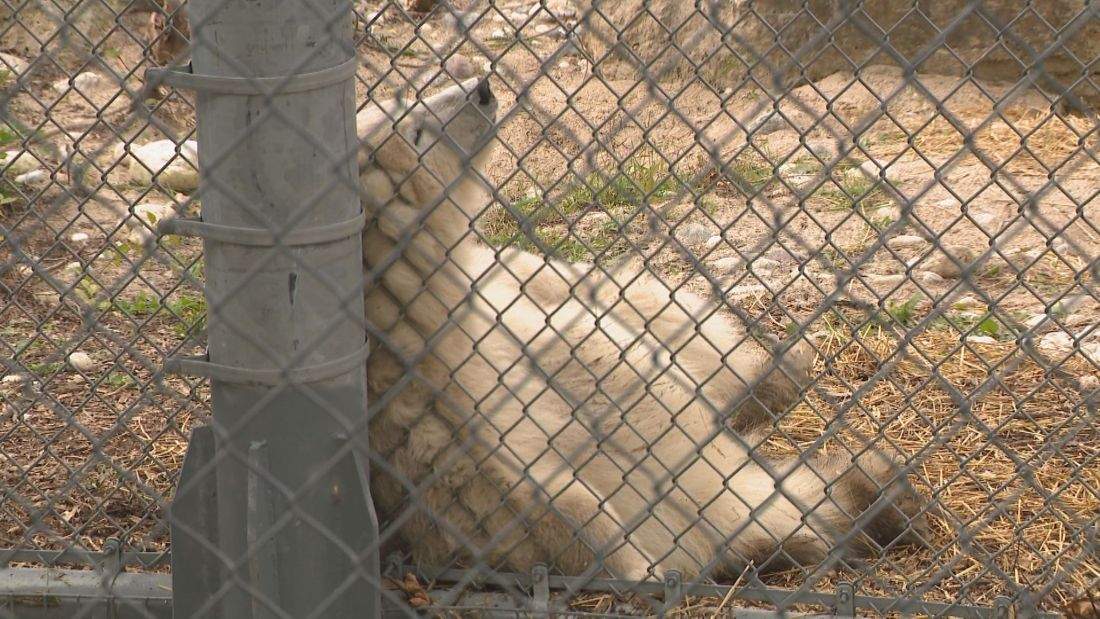 The poll-ar bear results are in, Winnipeg zoo reveals cub’s new name