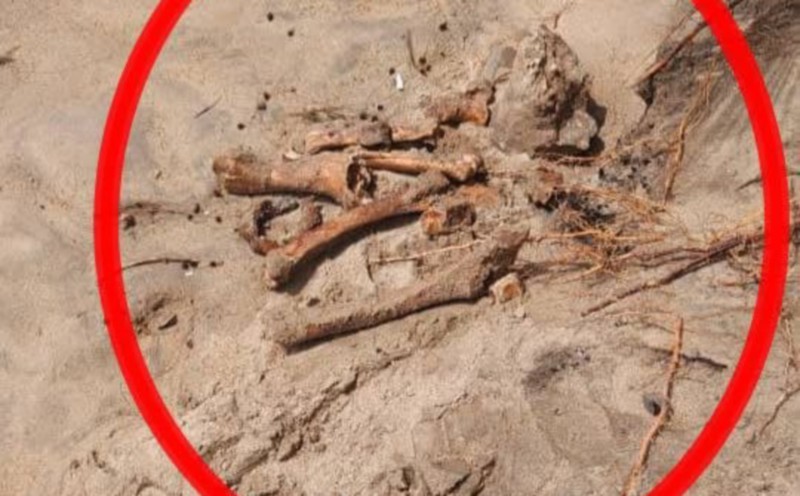 Batu Ferringhi bones confirmed as horse remains, not human