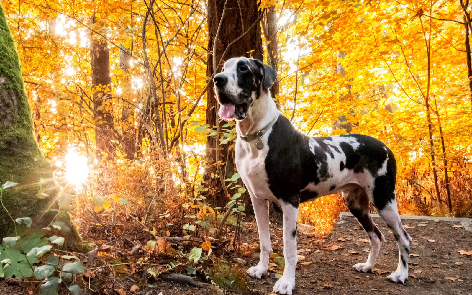 Why big dogs seem to grow old so much faster