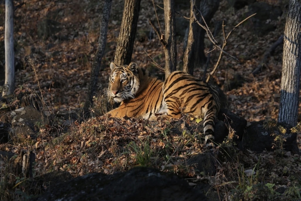 Bad kitty: Amur tiger runs off with wildlife photographer’s camera trap in Russia