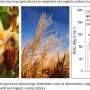 Perennial bioenergy grasses begin rebuilding Midwest soil carbon lost to maize