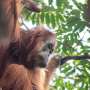 Multiple threats endanger the world's rarest great ape, a new study on the Tapanuli orangutan reveals
