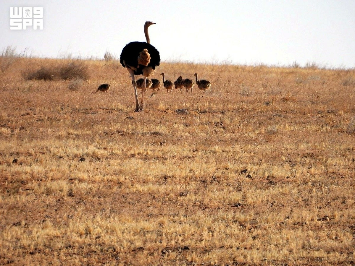 Seven red-necked ostrich chicks hatch in Saudi reserve in reintroduction milestone