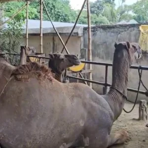 Want to raise camels? Banks will provide financing