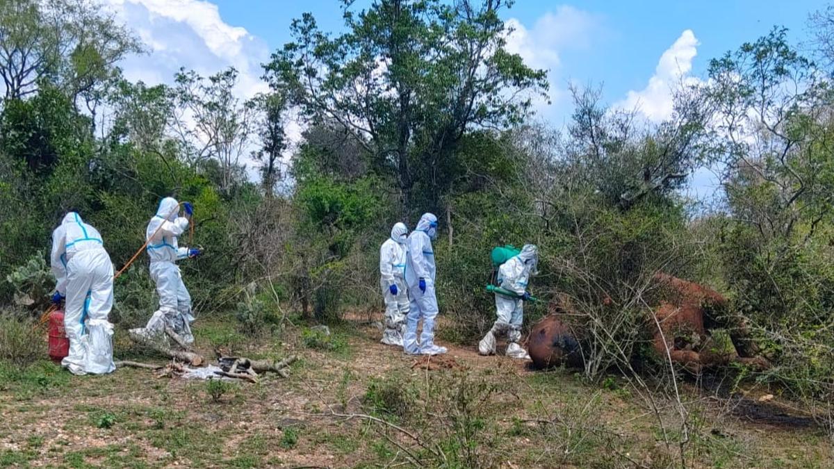 Anthrax infection kills female elephant in Coimbatore forest; carcass burnt