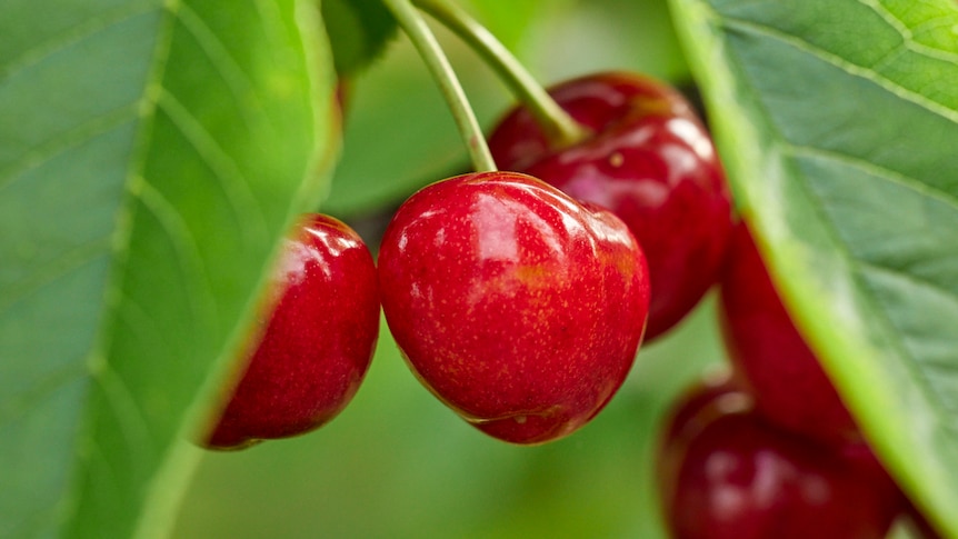 Unique trees stolen from one of SA's largest cherry producers