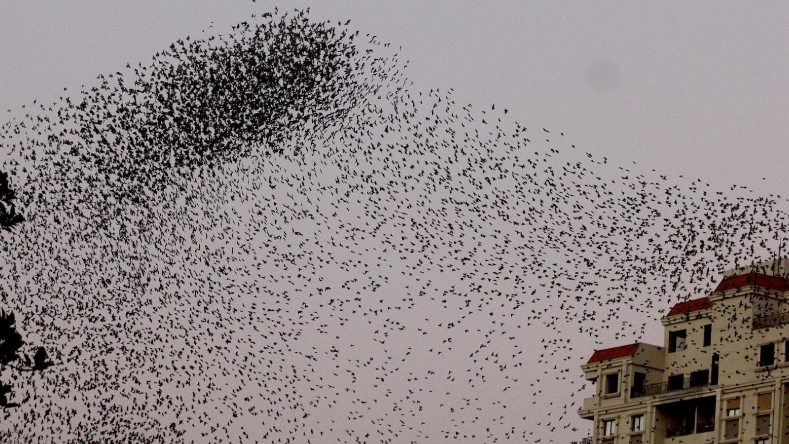 How birds fly: Unique Ahmedabad study links starling formations to threats from avian predators