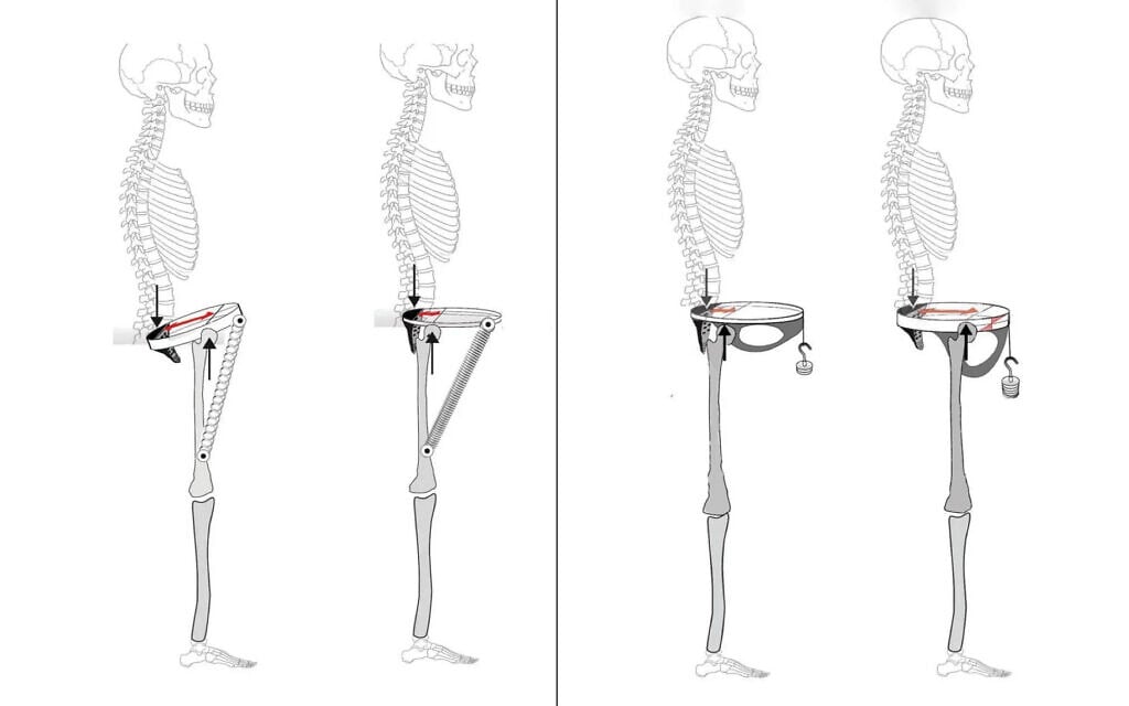 His pelvis was made for walking. Hers? Not so much, claims study of Neanderthal bones