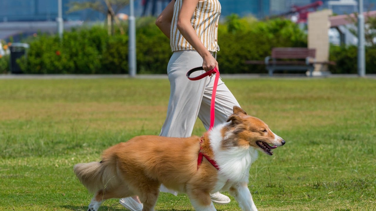 China tech city dog-walking limits criticised; some question ‘how dogs can get some sunshine’