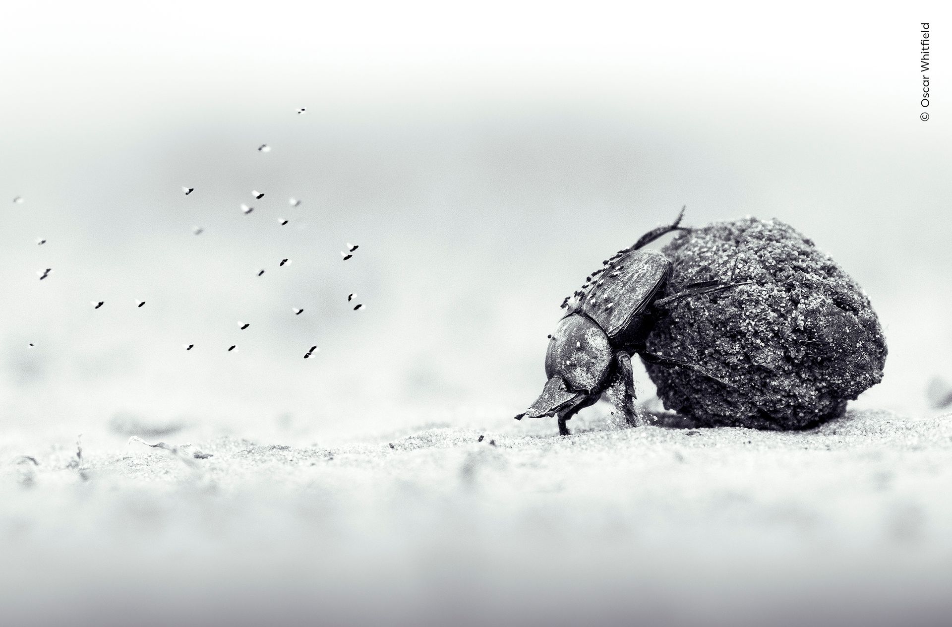 14-year-old photographer wins one of wildlife photography's biggest awards with image of a dung beetle on a mission to roll its precious cargo up a sandy slope, captured on a family game drive in Zimbabwe
