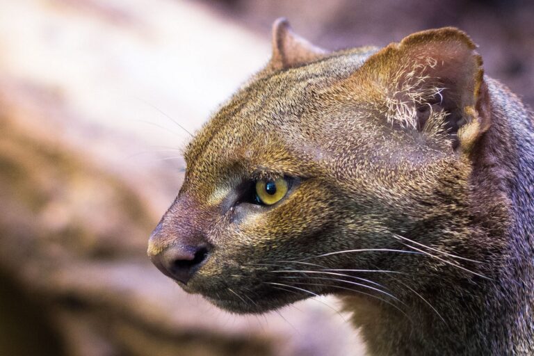 Increasingly rare: Jaguarundi moves up a notch on the endangered species list