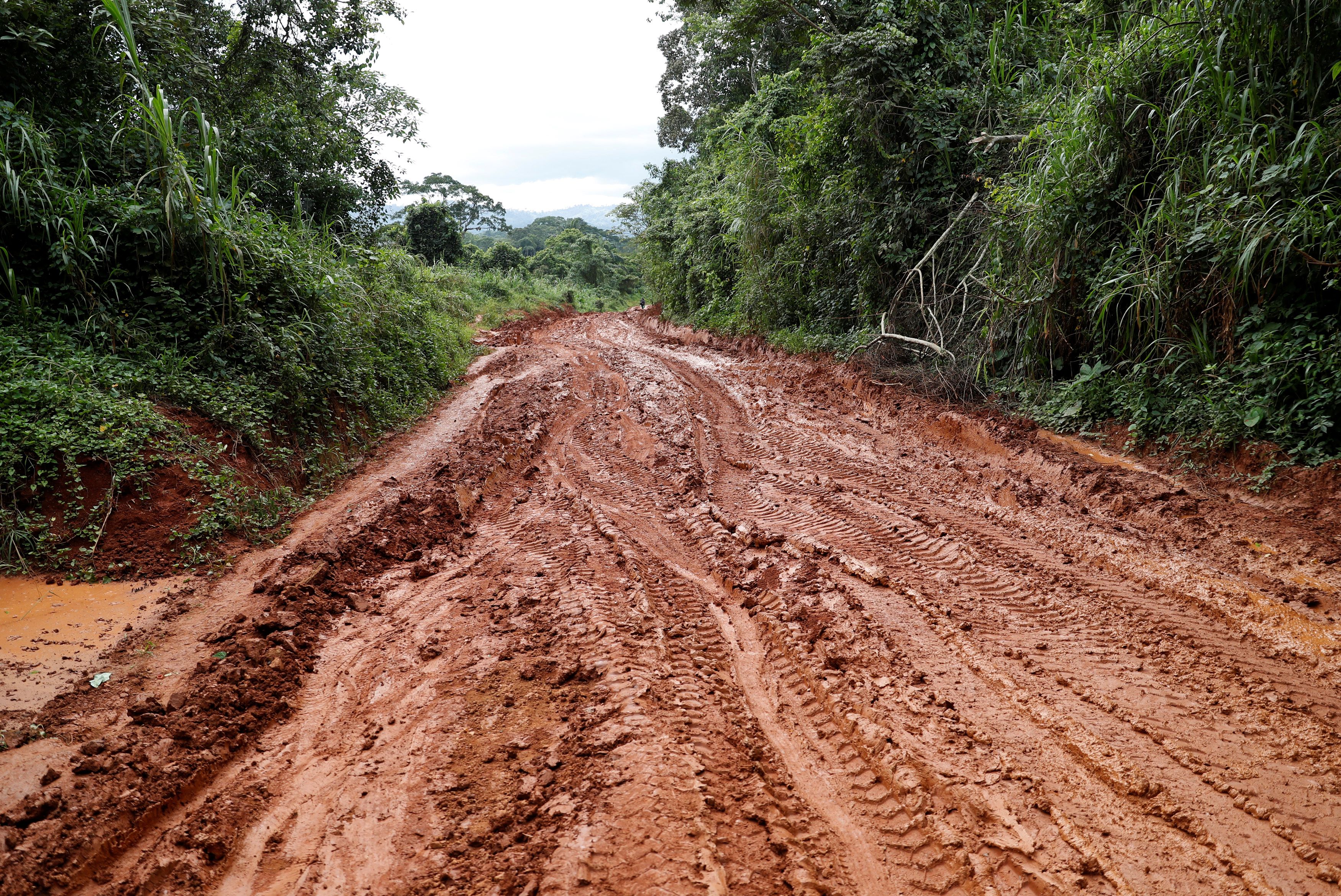Congo Basin deforestation nears Amazon levels