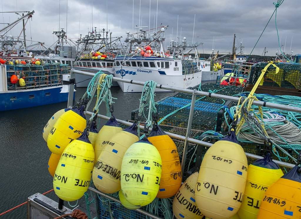 Charges laid against two Nova Scotia businesses accused of illegal lobster buying