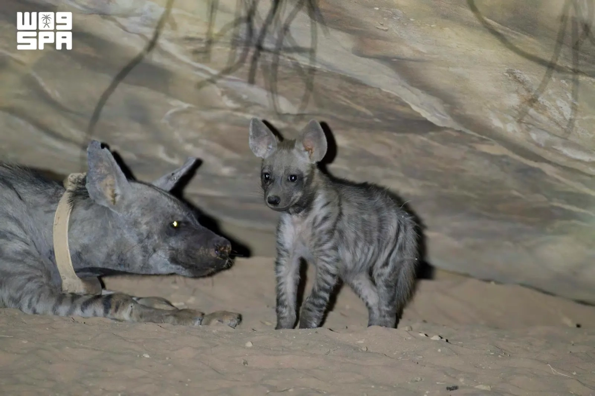 Birth of first striped hyena celebrated at NEOM Nature Reserve