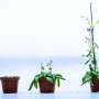 No DREAM, fewer offspring: Protein complex may play key role in plant fertility