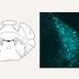 Brain receptors may act as biological brakes on chronic pain after nerve injury