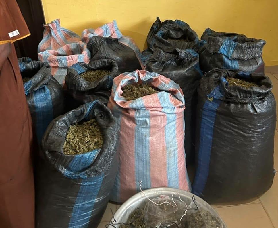 Marine Police arrest 31-year-old man over suspected cannabis plantation in Volta Region