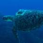 Turtle travels: Researchers uncover different migration strategies among male green sea turtles