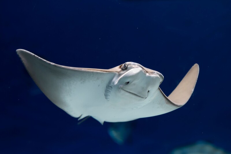 Ubuntu Stonking Stingray swims into spotlight with pre-release kernel