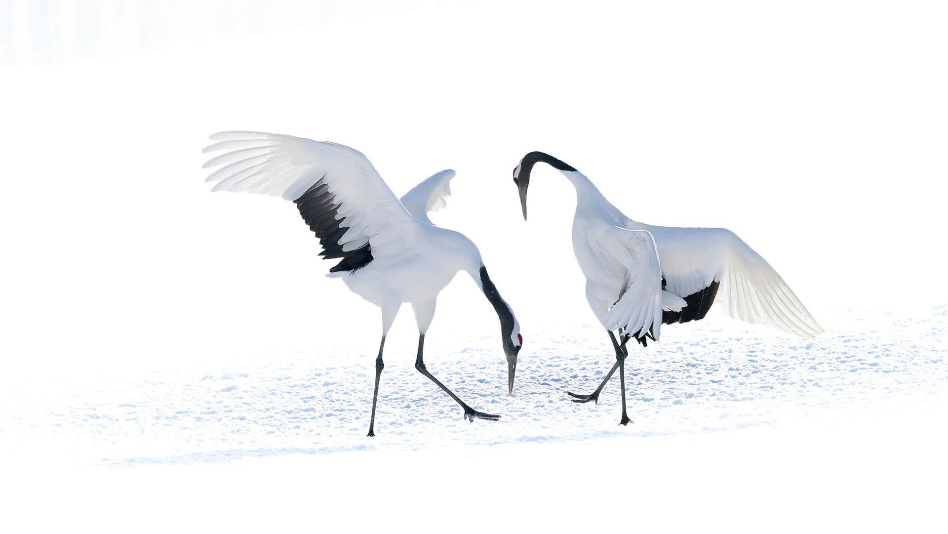 How far can you blow out a scene before losing the subject? Wildlife photographer breaks down the high-key technique behind his stunning series of Japanese red-crowned cranes