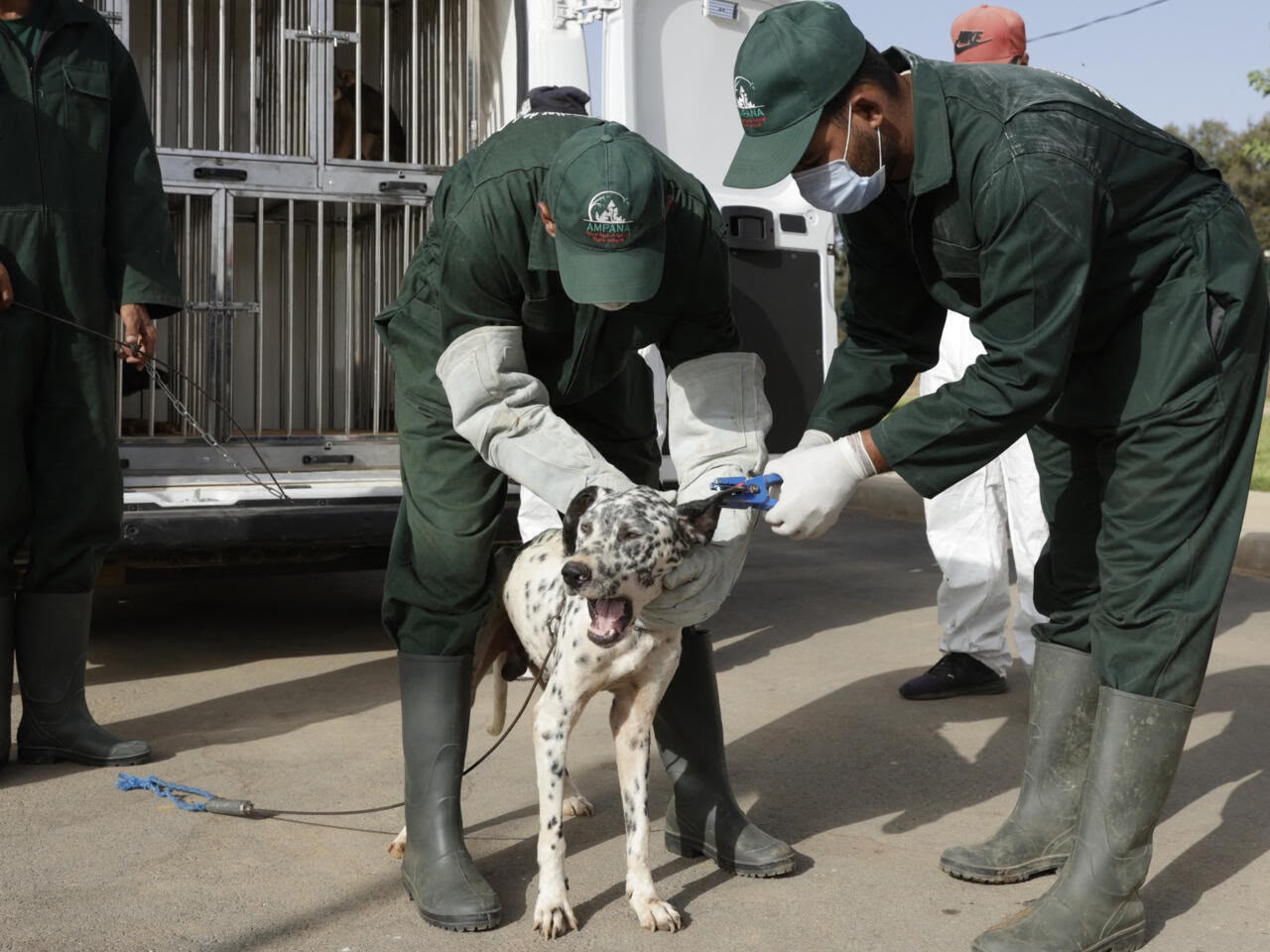 Morocco adopts legal framework for stray animals ahead of 2030 FIFA World Cup
